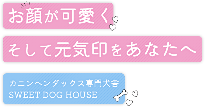 お顔が可愛く そして元気印をあなたへカニンヘンダックス専門犬舎SWEET DOG HOUSE